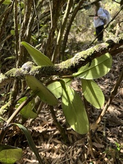 Clusia multiflora