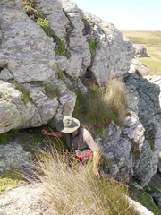 Asplenium pauperequitum