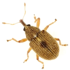 Anthonomus unipustulatus