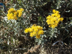 Isocoma veneta