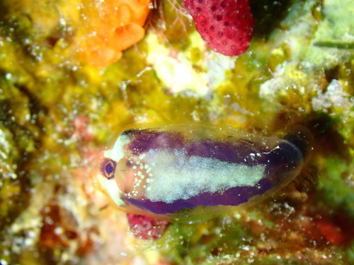 Clavelina viola