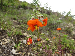 Alonsoa meridionalis