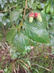 Licaria excelsa