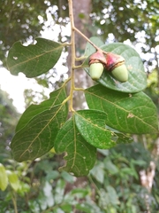 Licaria excelsa
