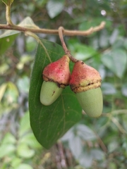 Licaria excelsa