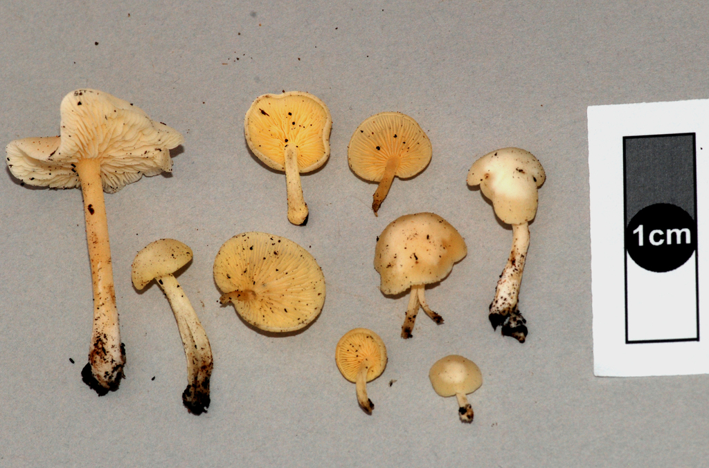 Lactocollybia from Titirangi on April 19, 2009 by Jerry Cooper