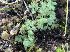 Alchemilla occidentalis