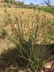 Juncus cooperi