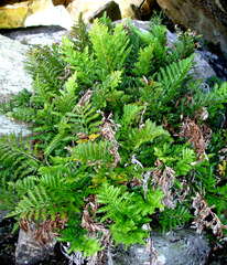 Asplenium chathamense