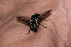 Triclista guttata
