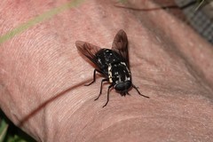 Triclista guttata