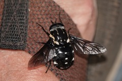 Triclista guttata