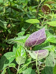 Stenostephanus
