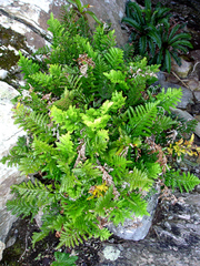 Asplenium chathamense