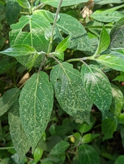 Stenostephanus