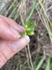 Taphrina tormentillae