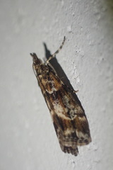 Eudonia legnota