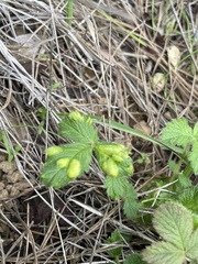Taphrina tormentillae