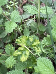 Taphrina tormentillae