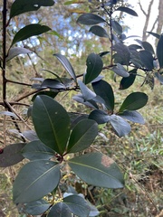 Cybianthus iteoides