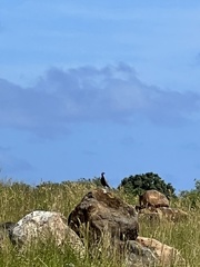 Francolinus francolinus