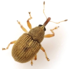 Anthonomus unipustulatus