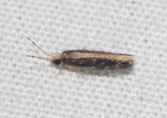 Orthotrichia