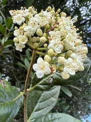 Viburnum tinoides