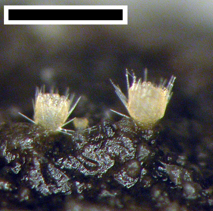 Ascodesmidaceae