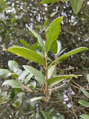 Viburnum tinoides