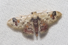 Idaea asceta