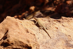 Uta stansburiana uniformis