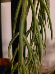 Hoya linearis