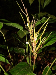 Monotagma plurispicatum