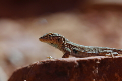 Uta stansburiana uniformis