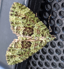 Austrocidaria erasta