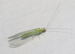 Chrysopodes collaris