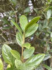 Viburnum tinoides