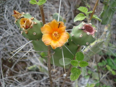 Opuntia quitensis