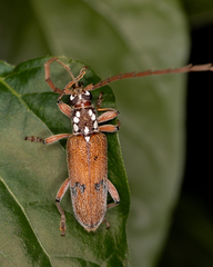 Strongylurus cretifer