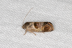 Eupselia beatella