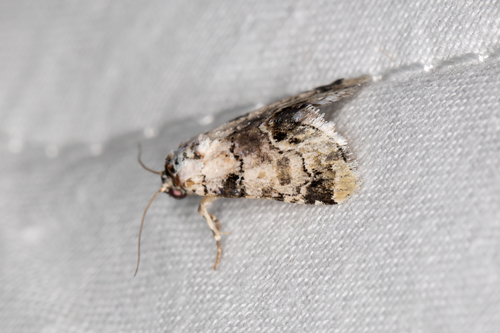 Aegle hedychroa