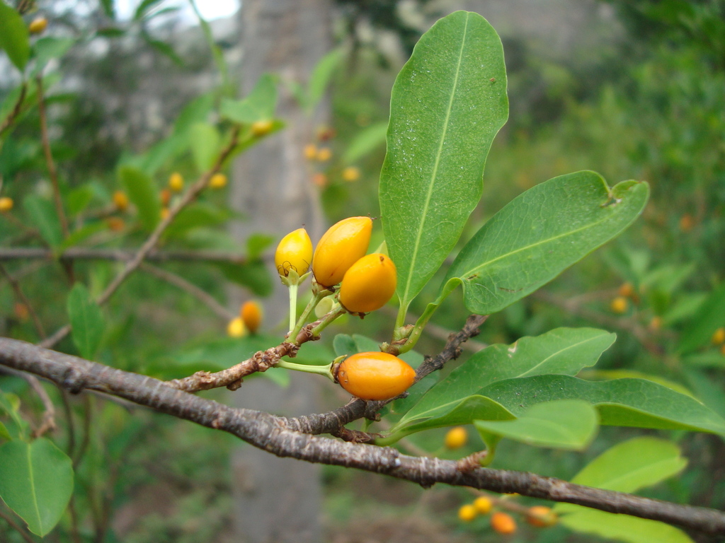 Erythroxylum novogranatense; photograph author not stated, no rights reserved