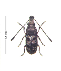 Allandrus bifasciatus