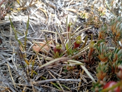 Stylidium subulatum