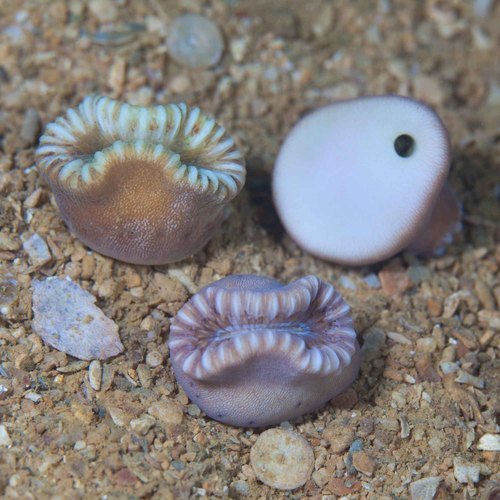 Heteropsammia cochlea (Spengler, 1781)