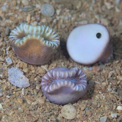 Heteropsammia cochlea