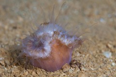 Heteropsammia cochlea