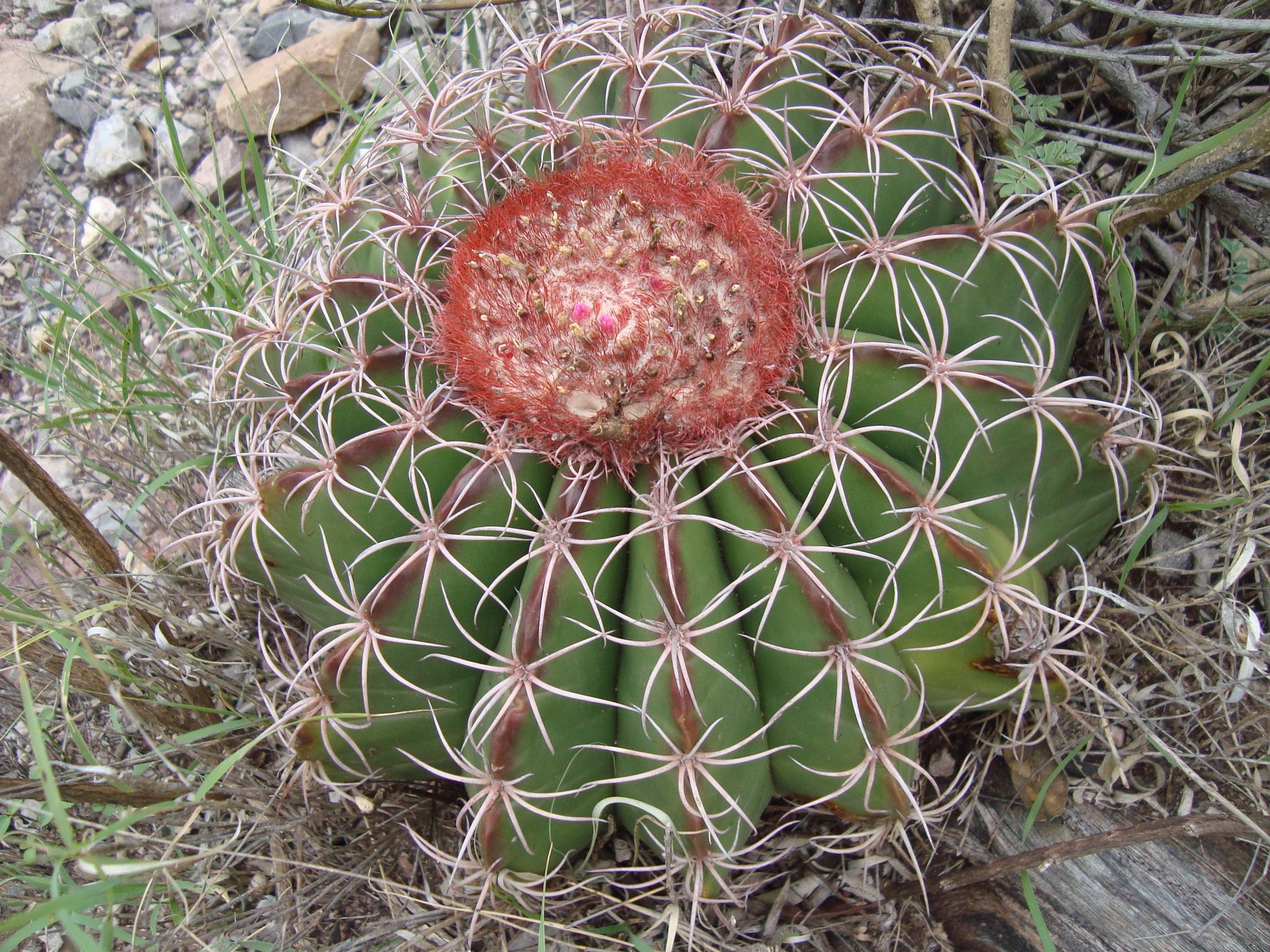 Melocactus bellavistensis ssp. onychacanthus