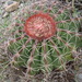 Melocactus bellavistensis onychacanthus - Photo (c) Manuel Roncal,  זכויות יוצרים חלקיות (CC BY-NC), הועלה על ידי Manuel Roncal